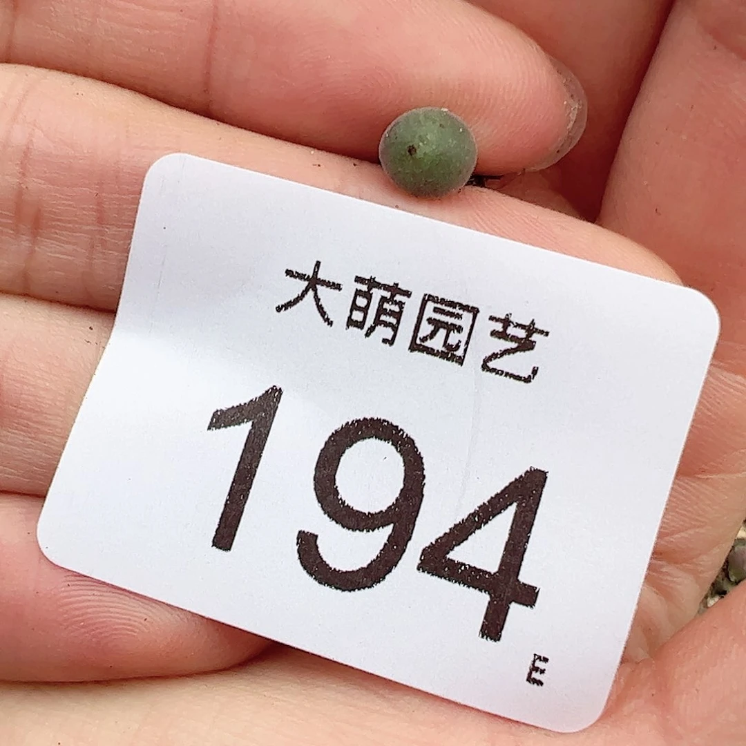 0000194量拍小空蝉1颗尺寸0.5上下很小