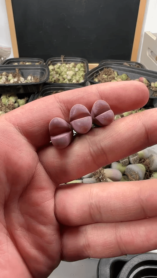 【闪购商品】量拍红大内3颗