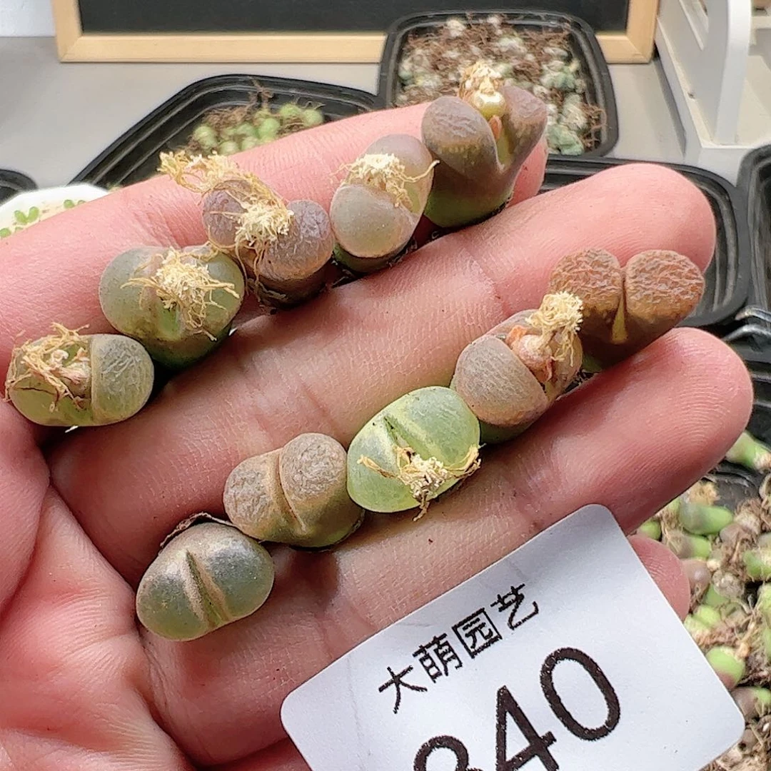 0000340 肉锥一物一拍……