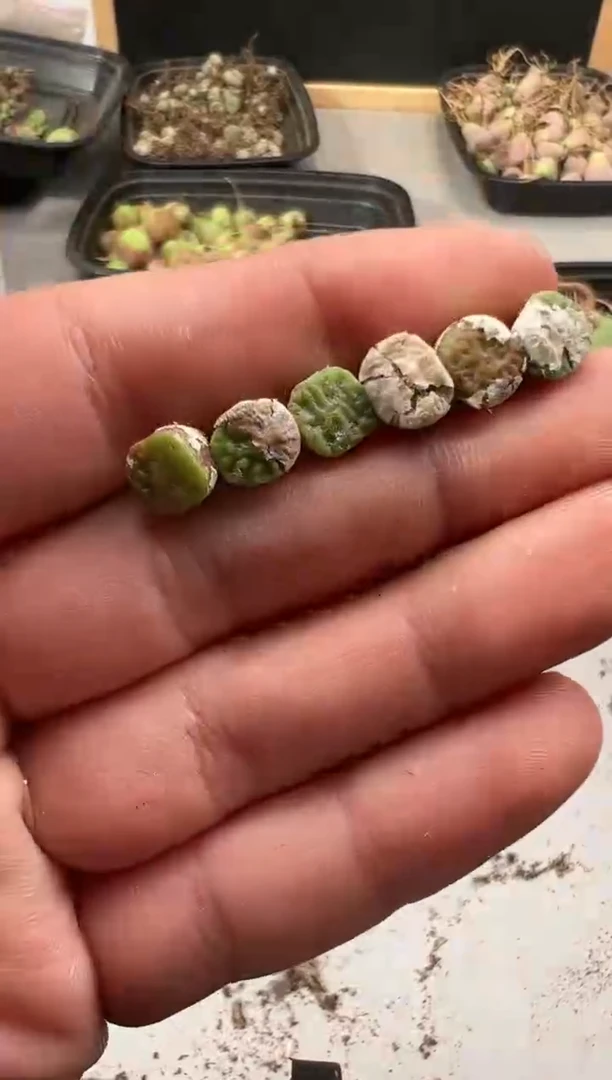 【闪购商品】----78