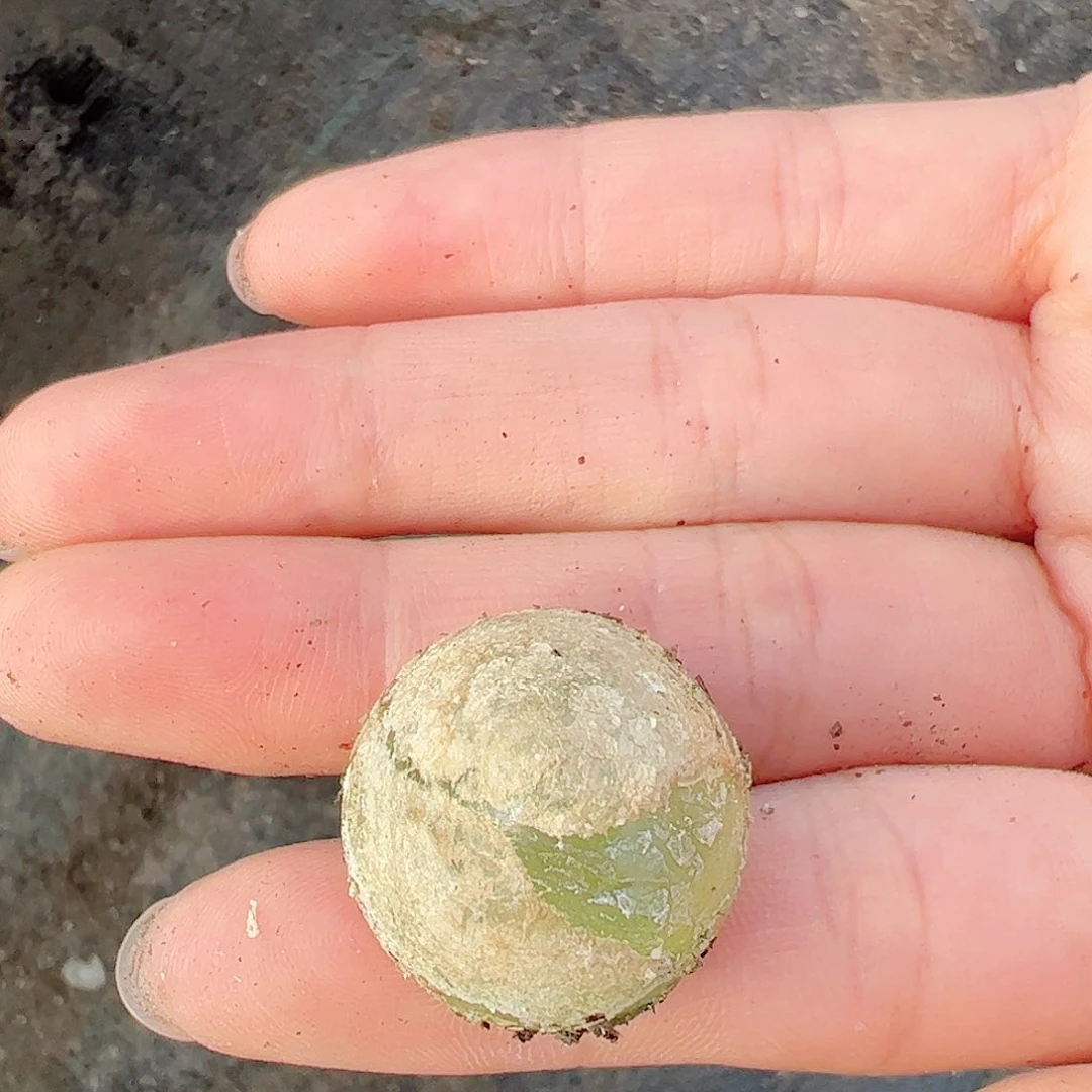 0000量拍大灯泡1颗尺寸2.0上下