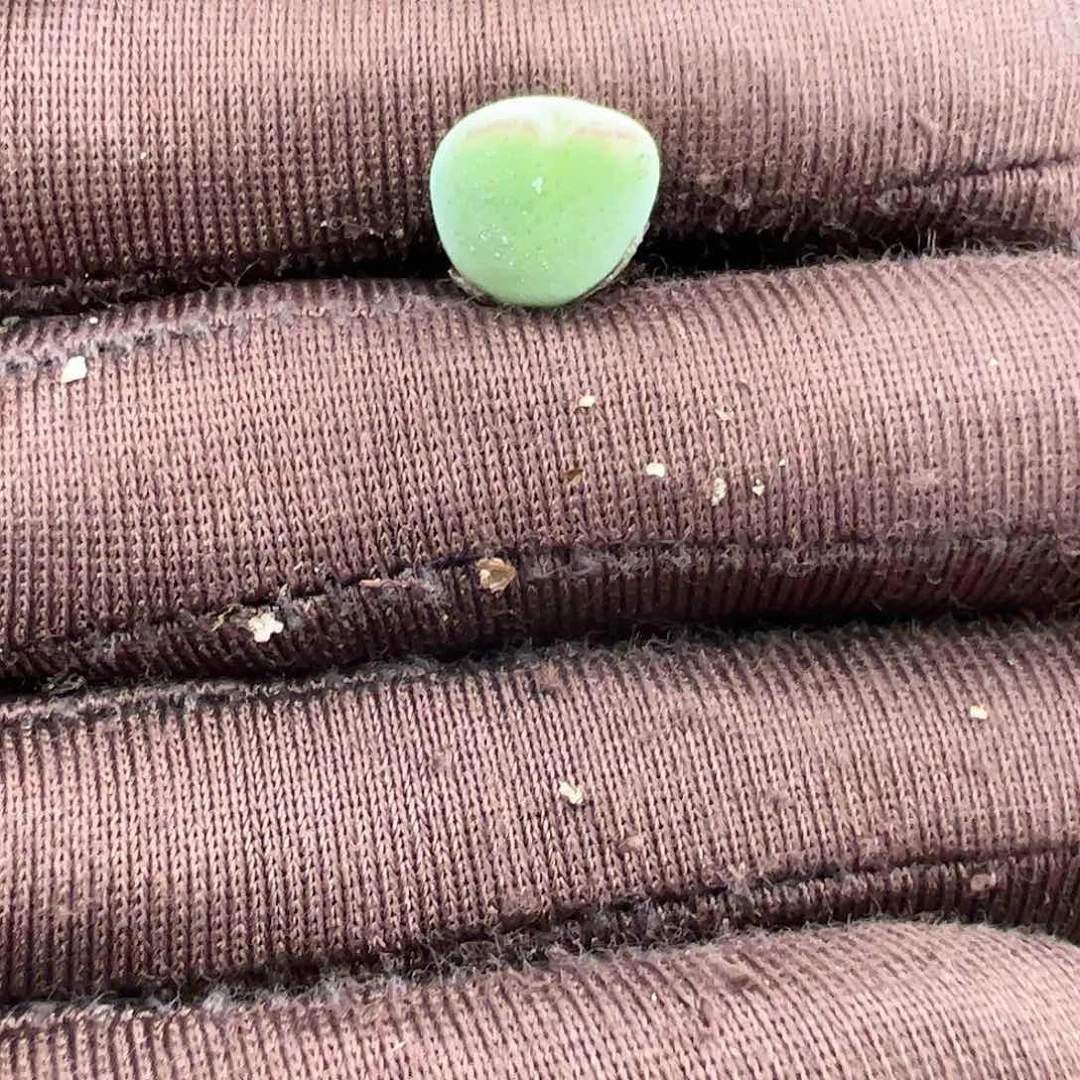 0000量拍白花大枪杂皮卡丘1颗