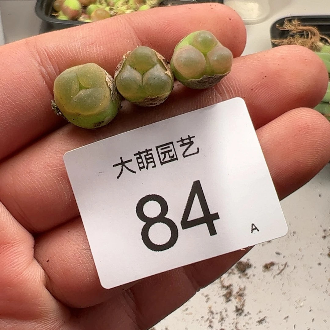 000084 肉锥生石花一物一拍