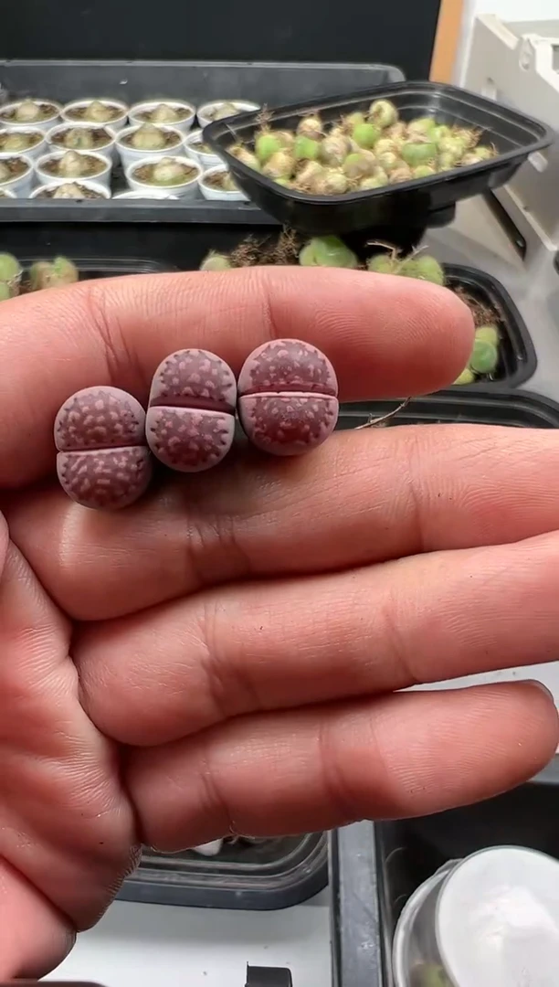 【闪购商品】量拍紫福来3颗