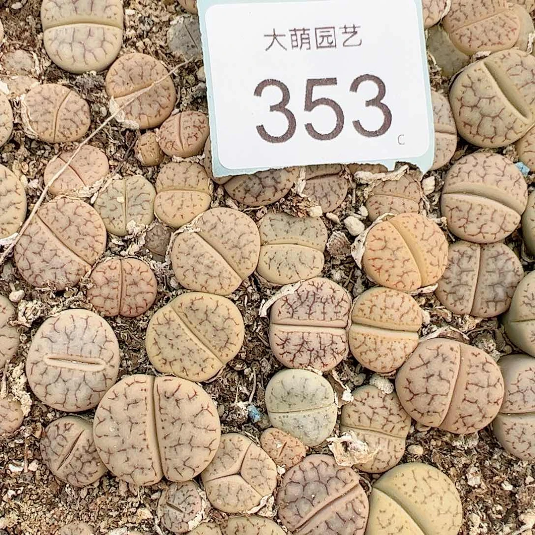 0000353量拍383舞岚玉10颗