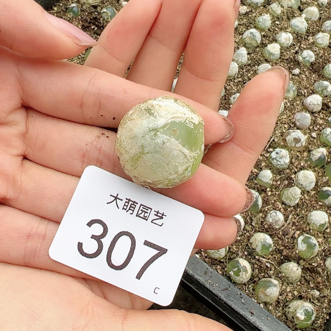 0000307量拍母本灯泡1颗尺寸2.3上下