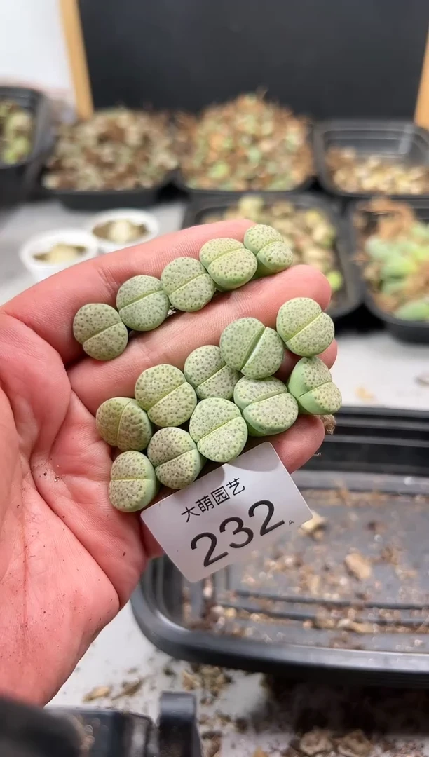 【闪购商品】---232