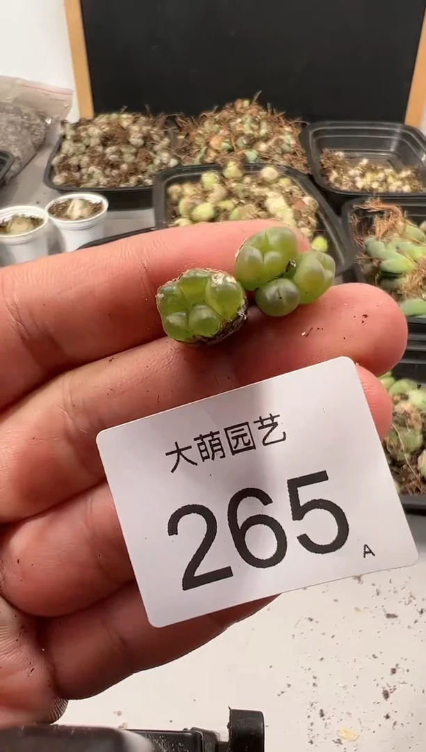 【闪购商品】----265