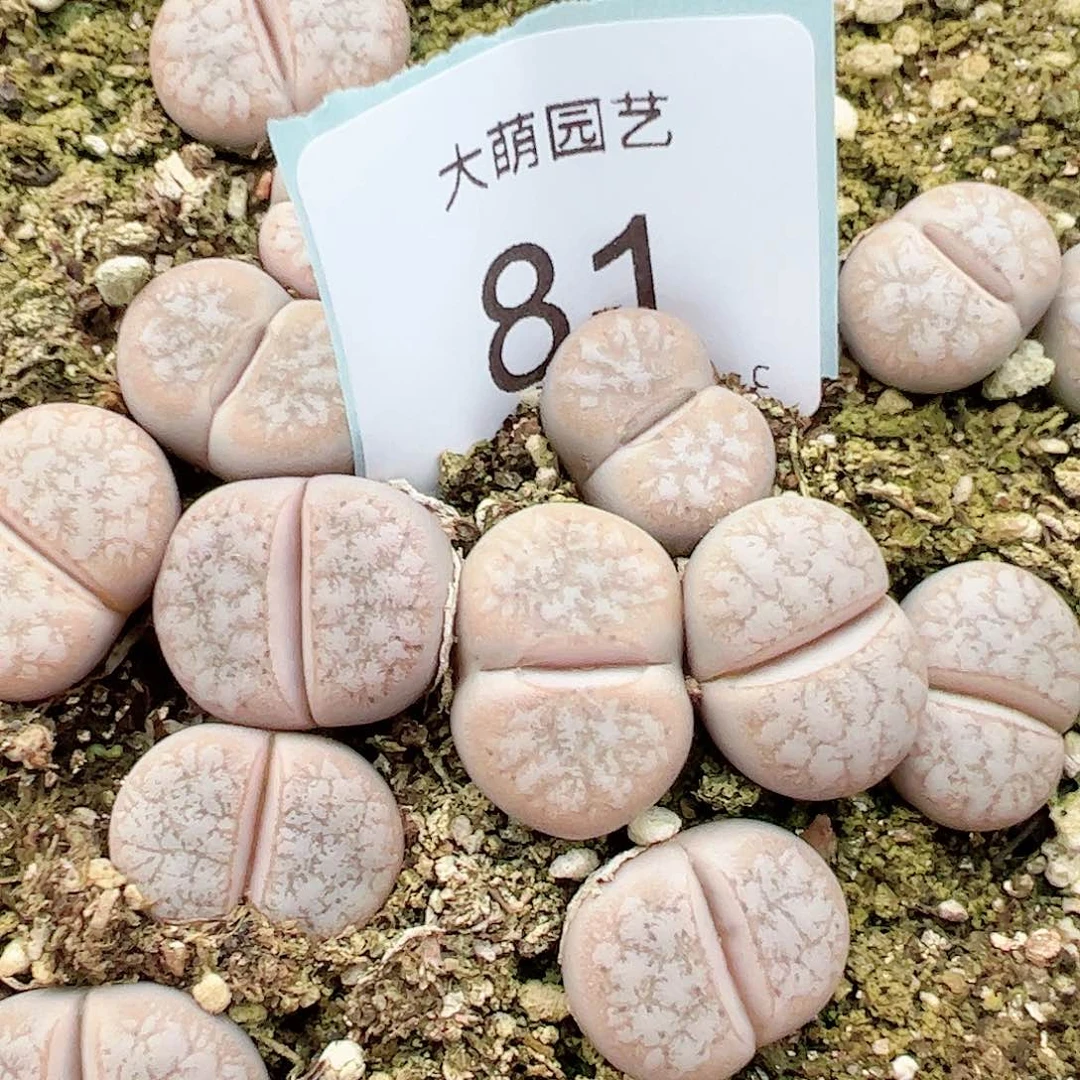 000081量拍c309a拿铁3颗