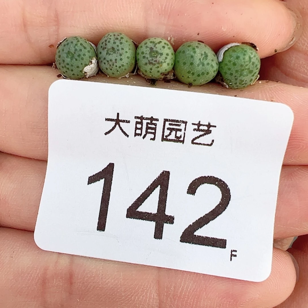 00000142量拍cr1343小黄瓜斑马5颗尺寸小