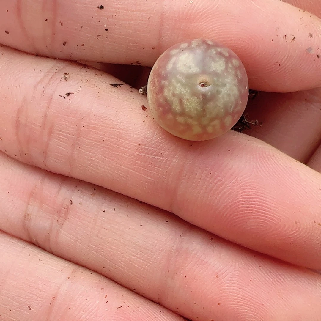 000079一物一拍……