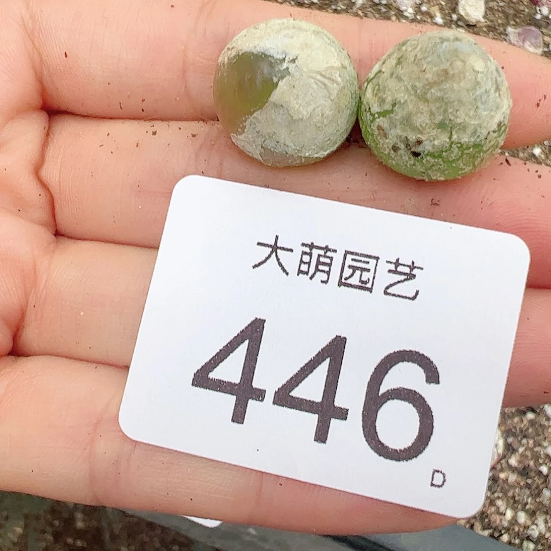 0000446量拍灯泡2颗尺寸1.5上下