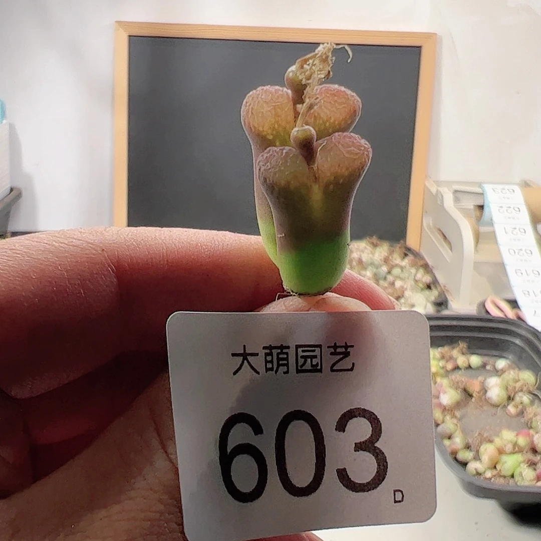 0000603 肉锥一物一拍……