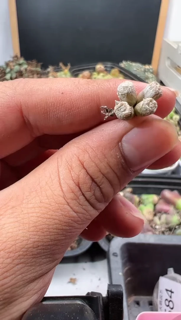 【闪购商品】----262