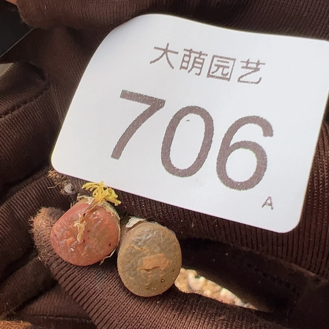 0000706量拍以下1颗