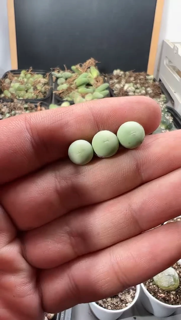 【闪购商品】量拍鸽子蛋3颗一组