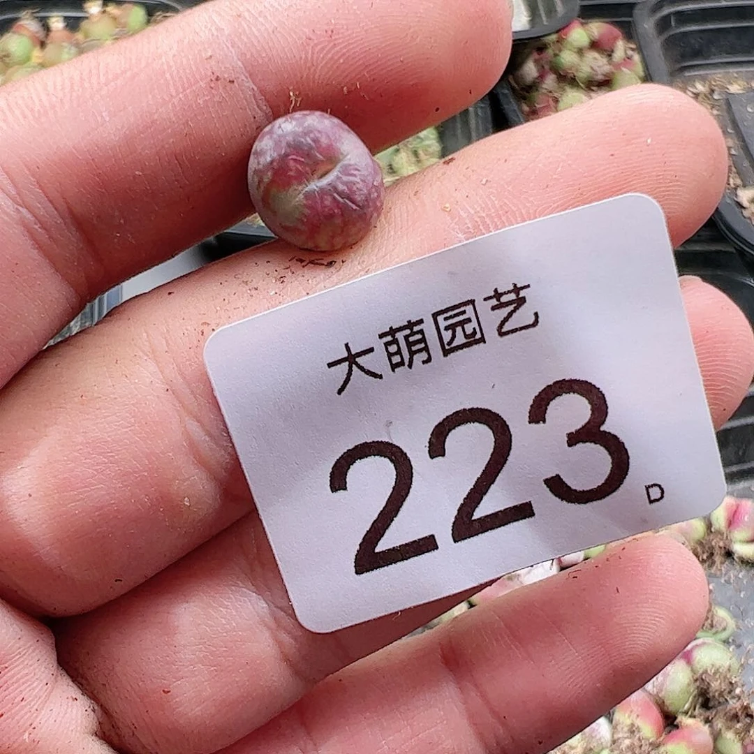ベ****呀0000223 肉锥一物一拍……