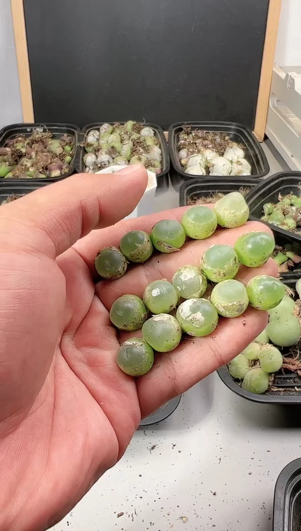 【闪购商品】-----141以下2颗