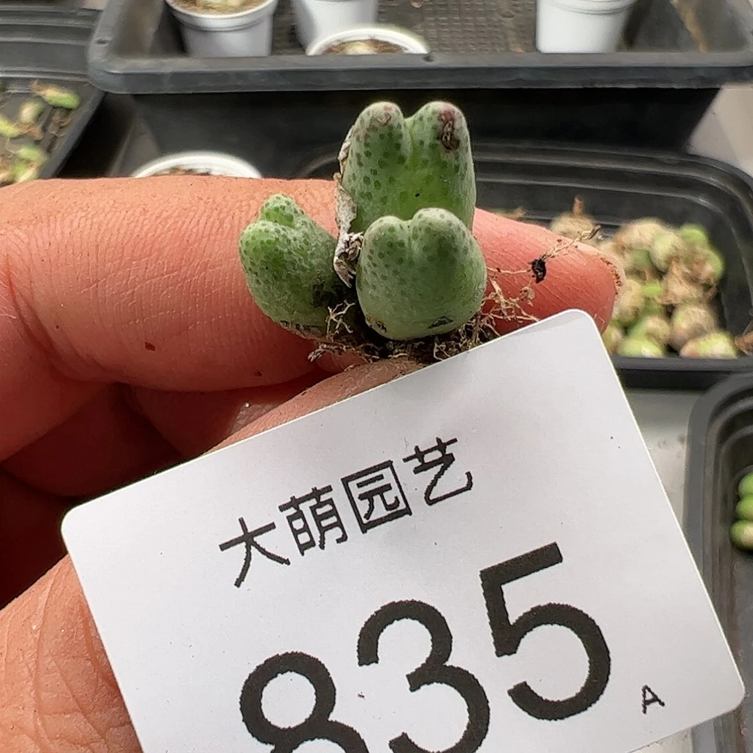 0000835 肉锥生石花一物一拍