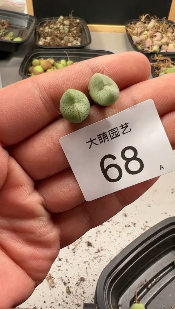 【闪购商品】----68