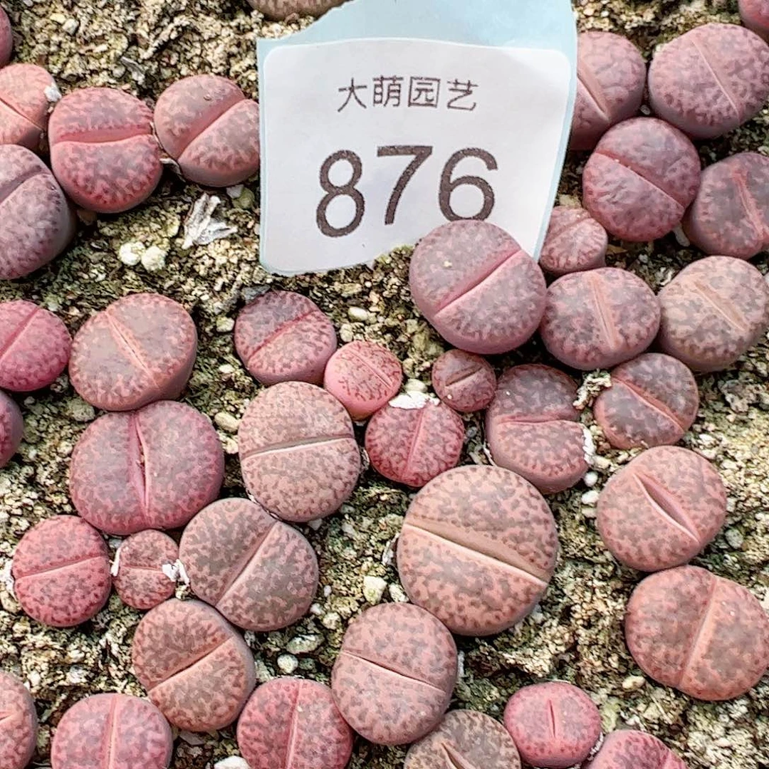 0000876量拍紫柘榴6颗