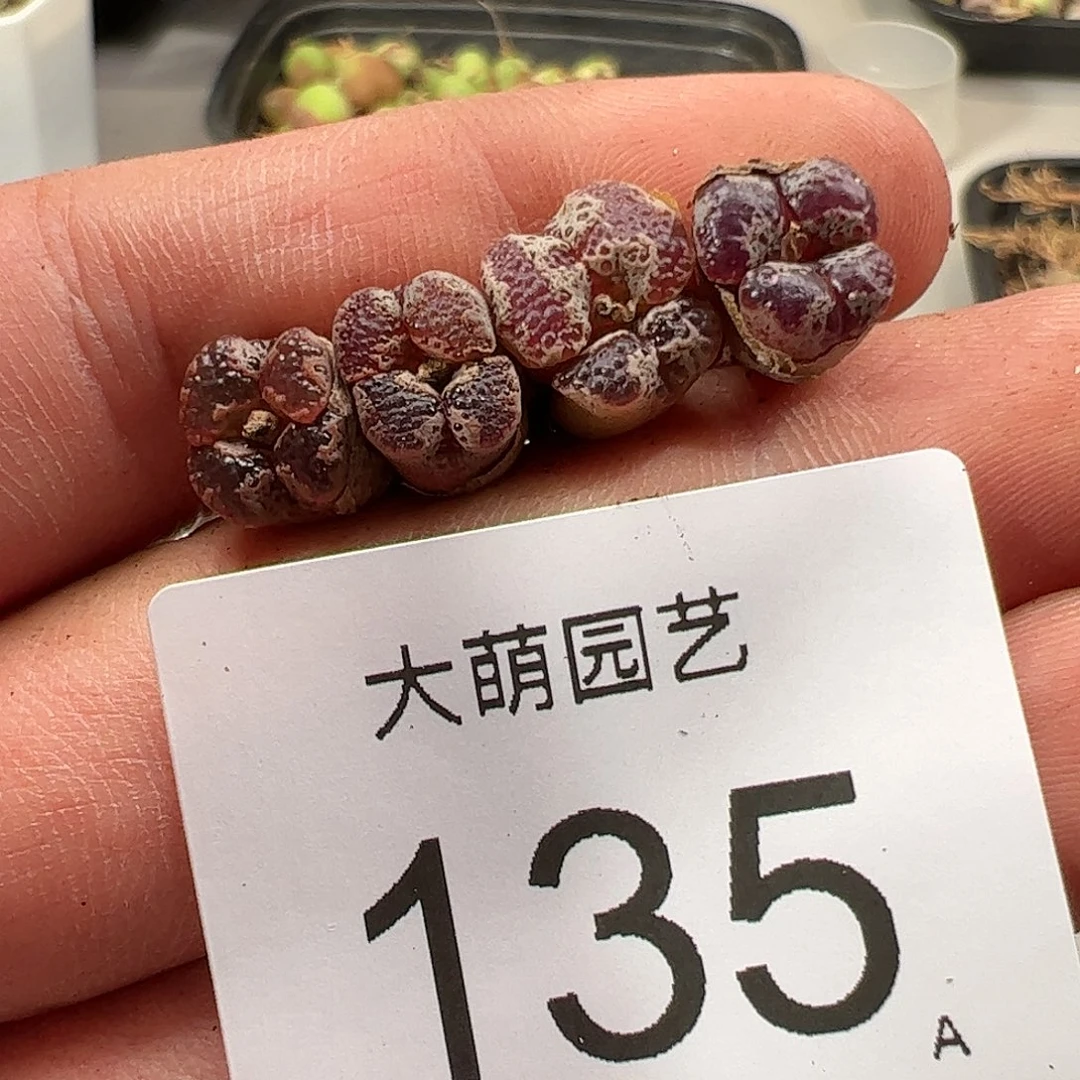 0000135 肉锥生石花一物一拍