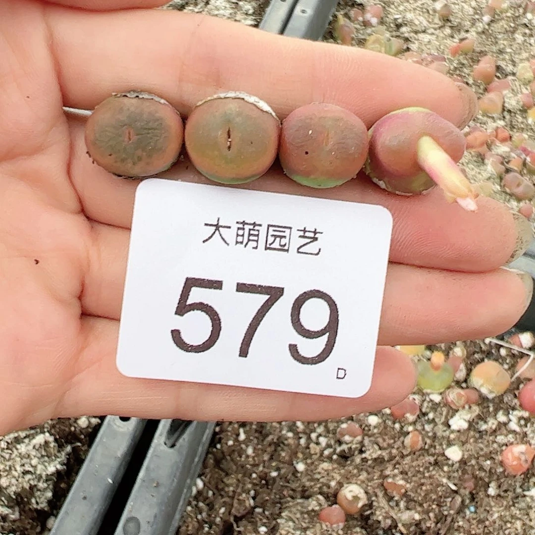 0000579量拍1430.5水蜜桃1颗
