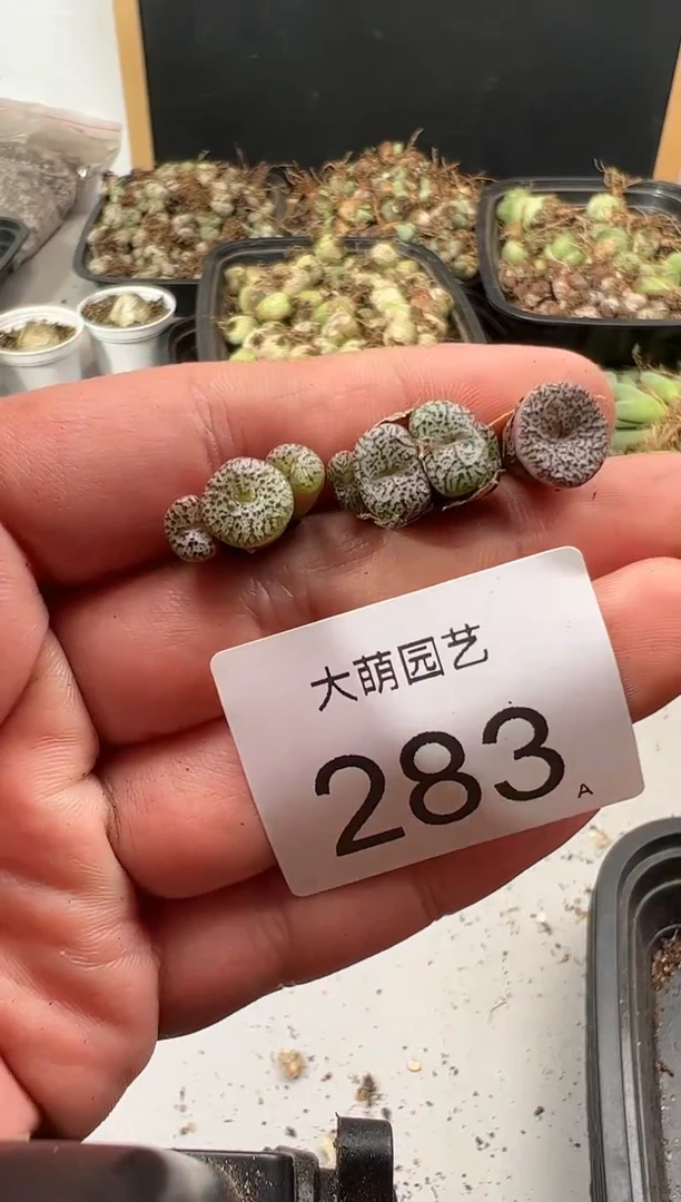 【闪购商品】---283