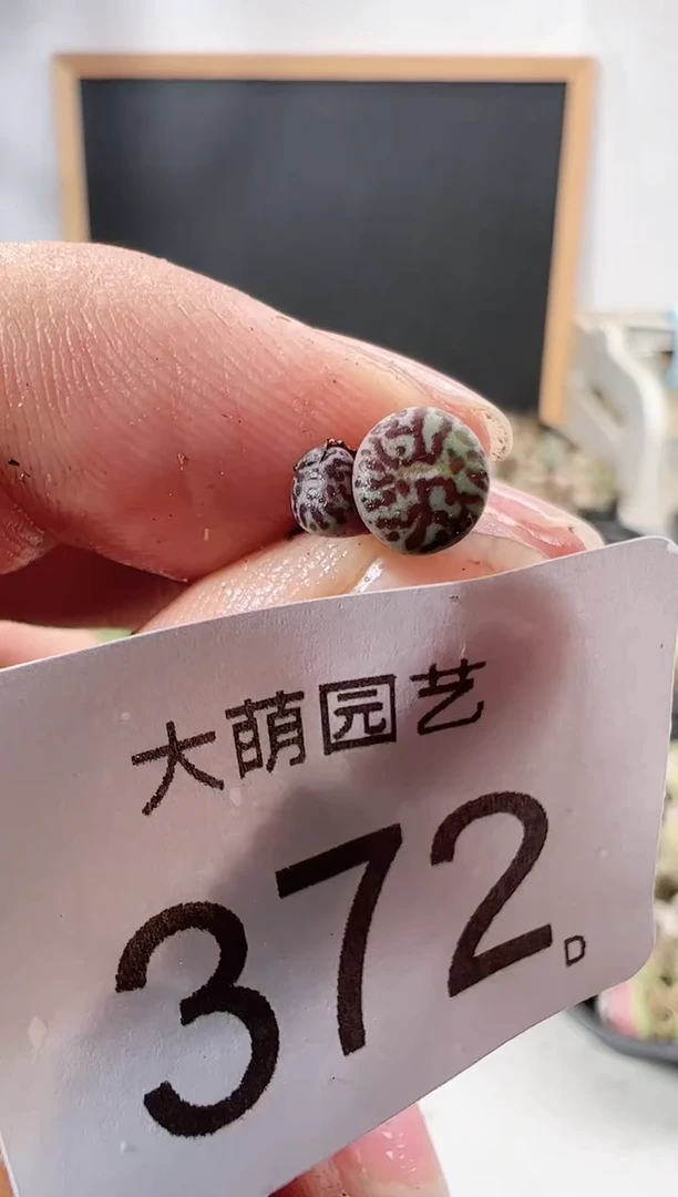 【闪购商品】----372