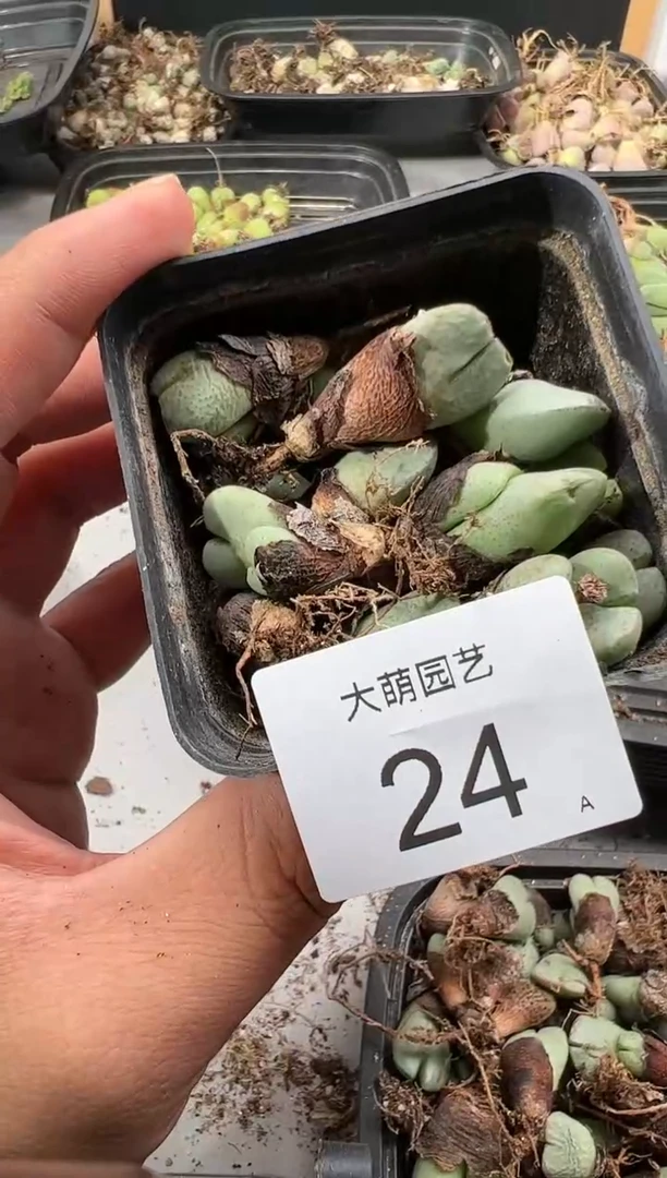 【闪购商品】----24