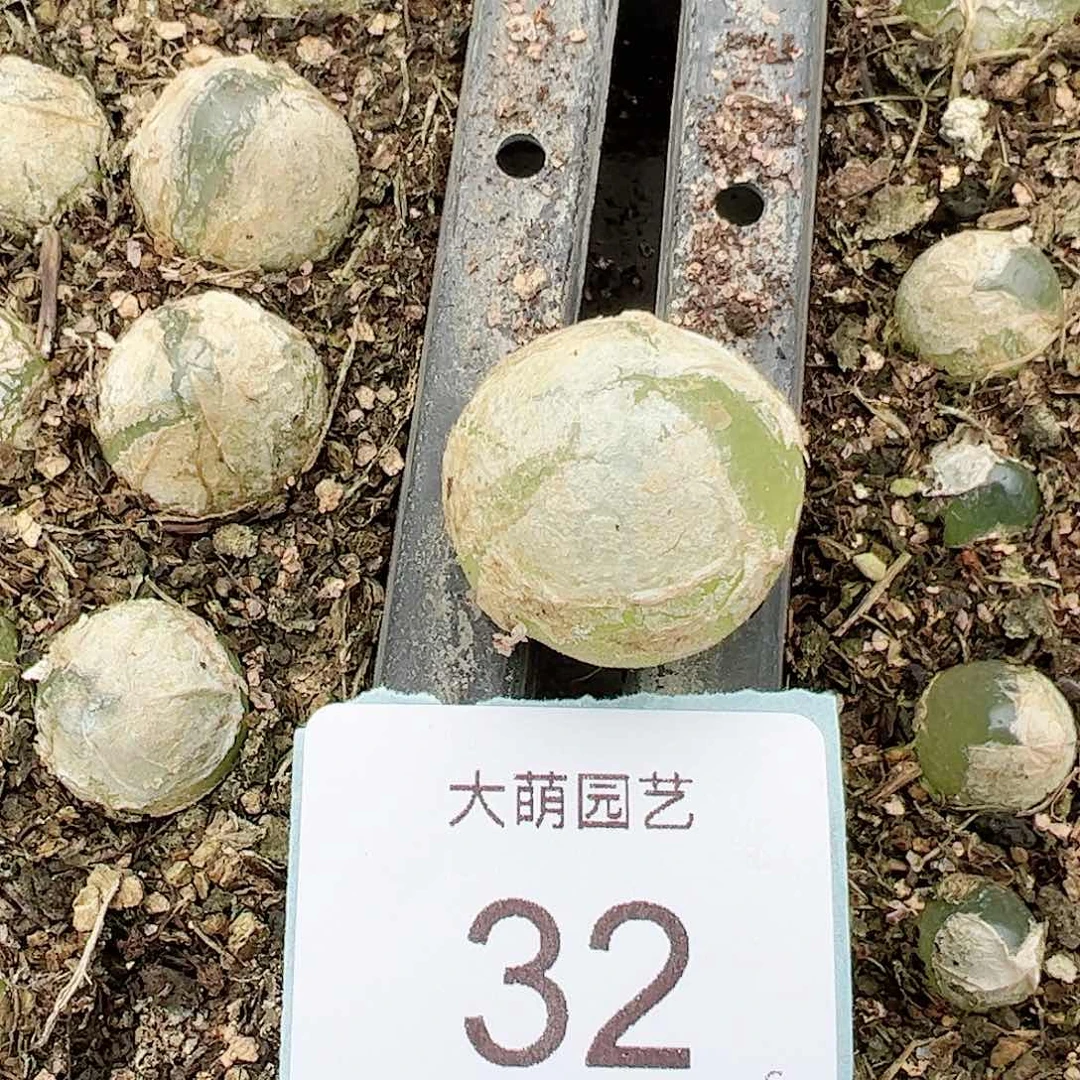 000032量拍母本灯泡1颗尺寸2.3上下