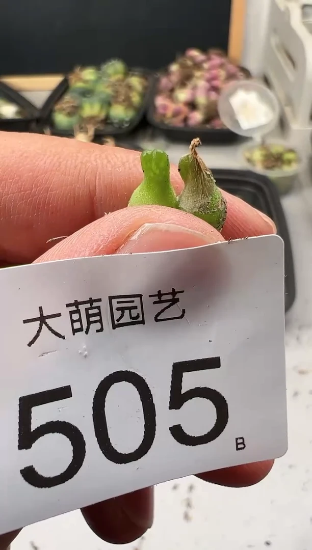 【闪购商品】---505