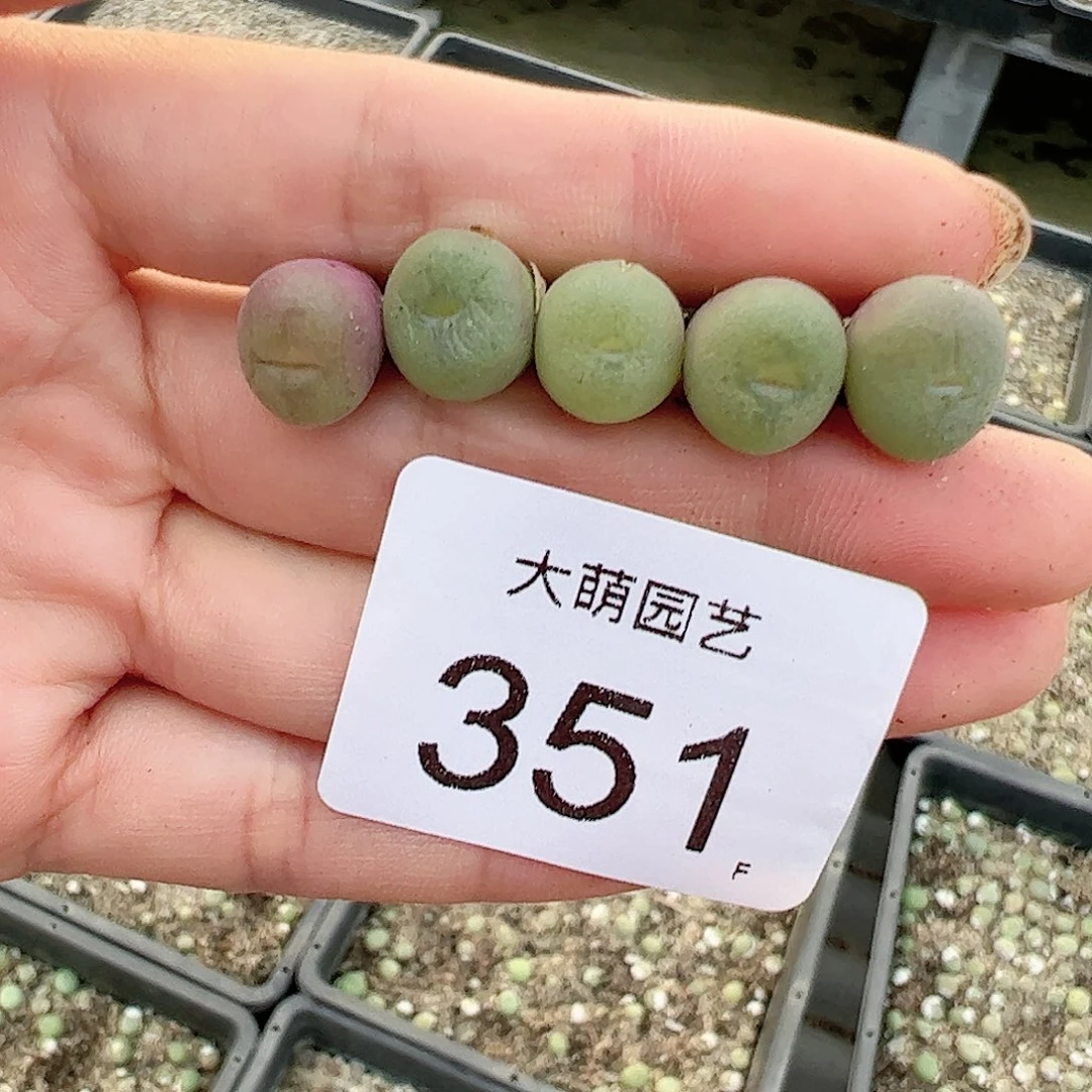 0000351量拍空卡5颗