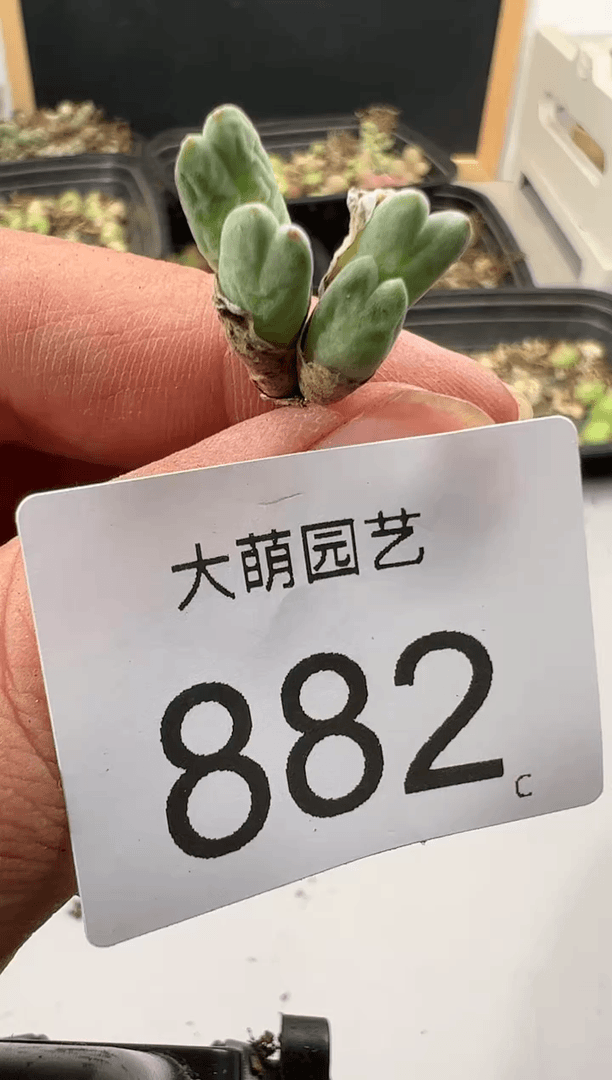 【闪购商品】----882