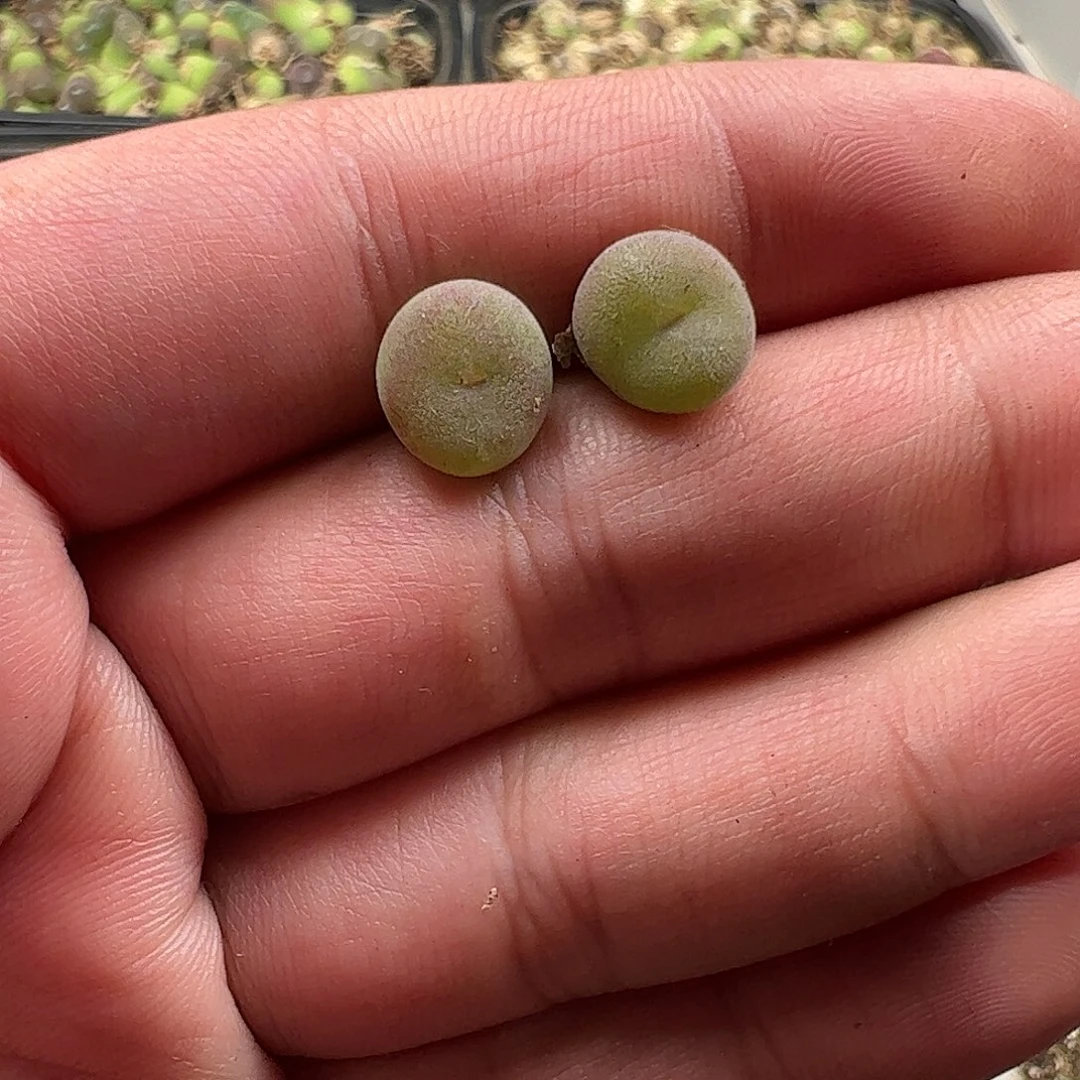0000量拍空卡2颗