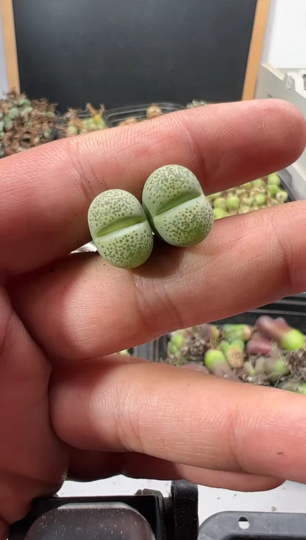 【闪购商品】量拍绿碧琉璃2颗一组