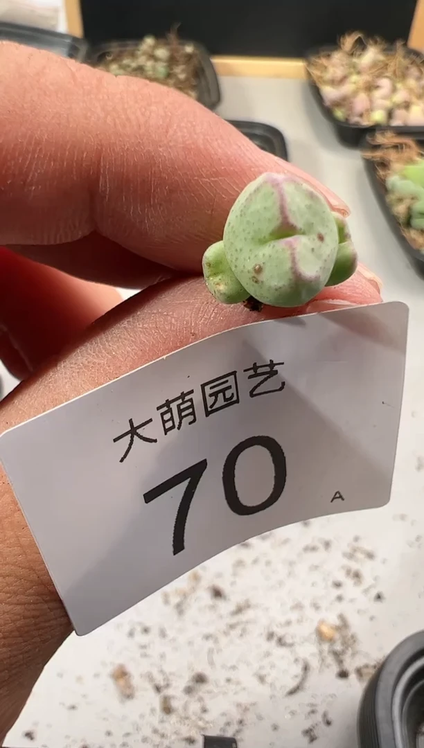 【闪购商品】-----70