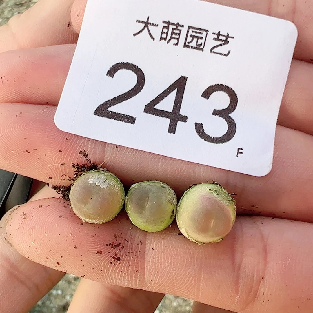 0000243一物一拍……