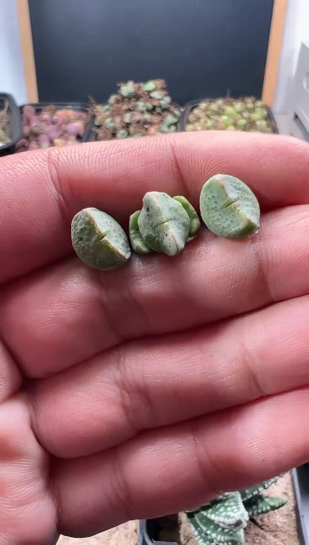 【闪购商品】量拍紫式部3颗