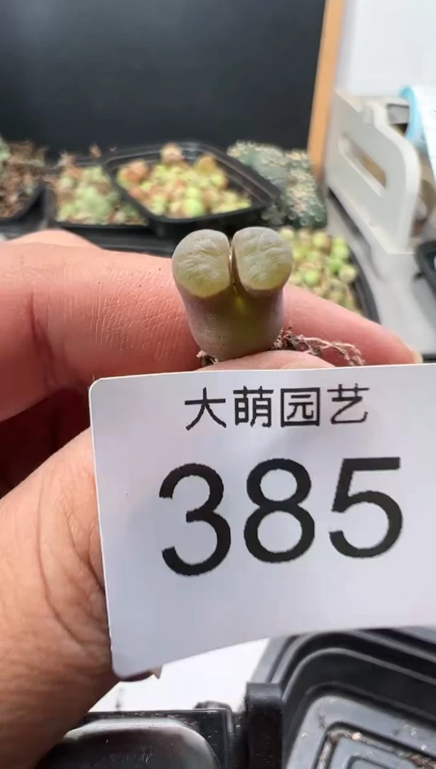 【闪购商品】----385