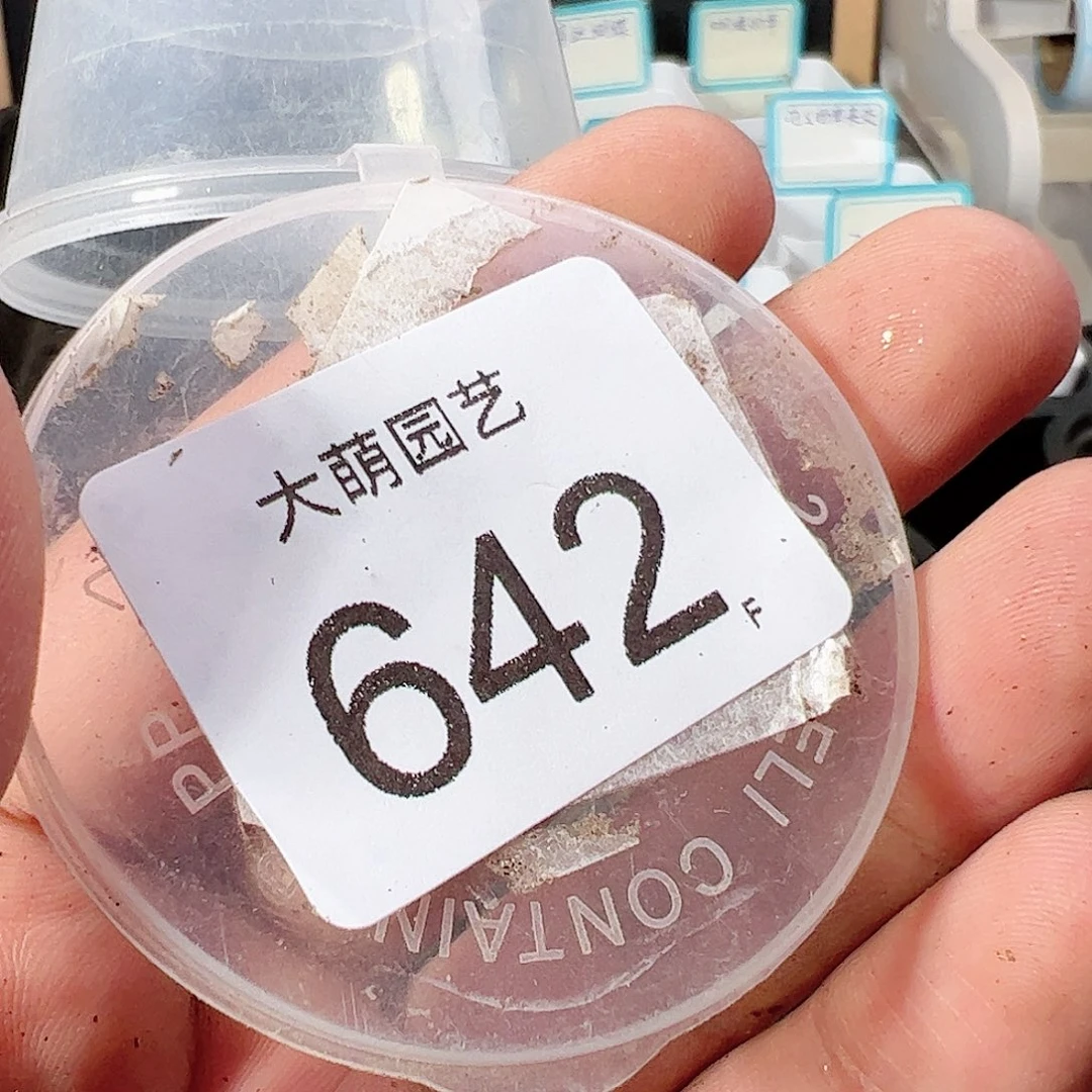 S****g0000642 肉锥一物一拍