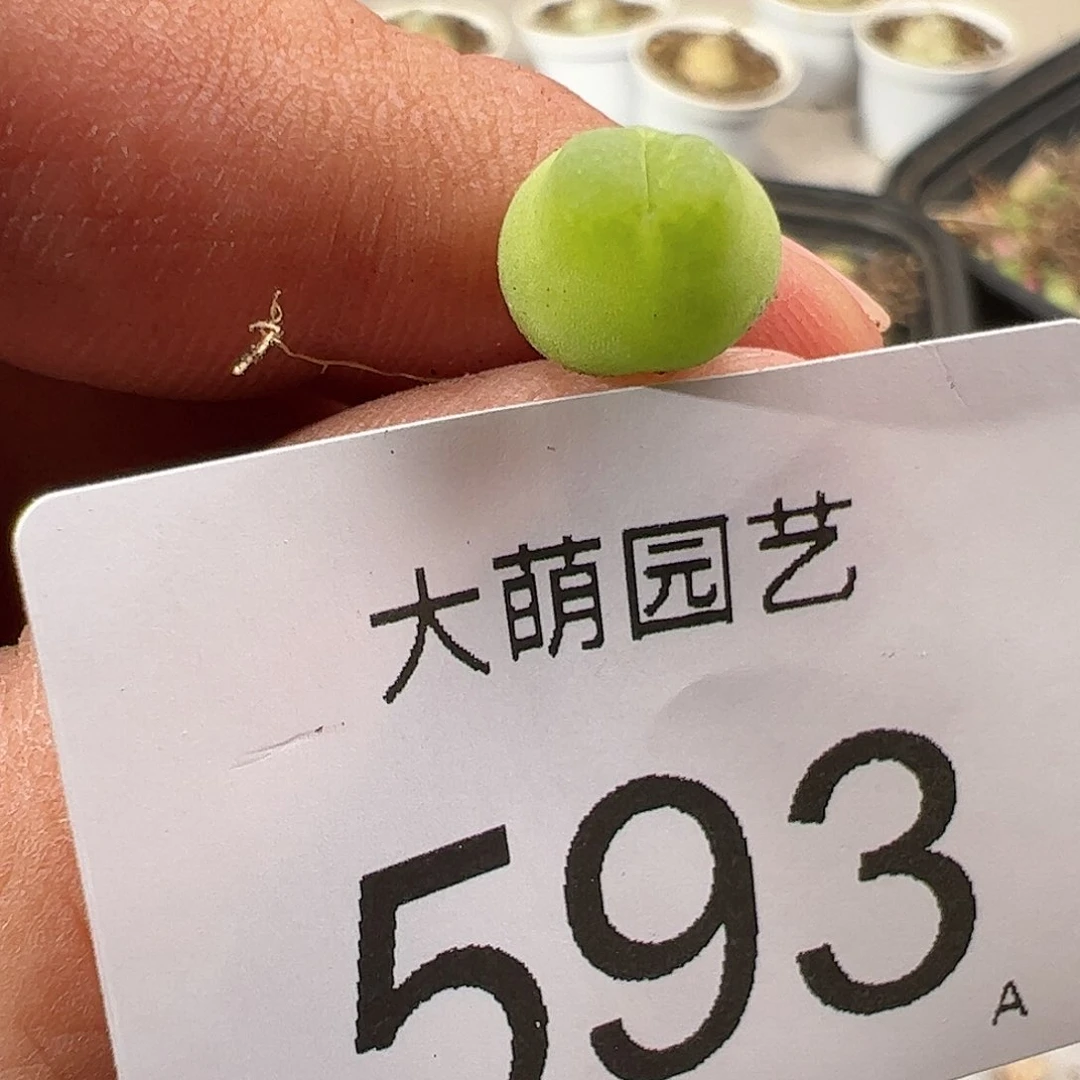 0000593 肉锥生石花一物一拍