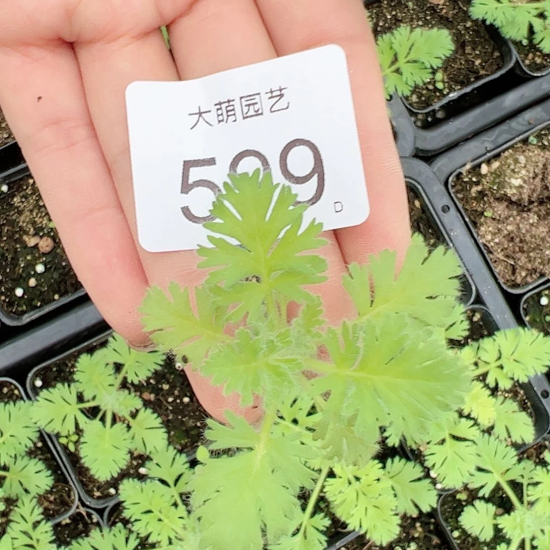 0000599量拍羽叶洋葵1颗
