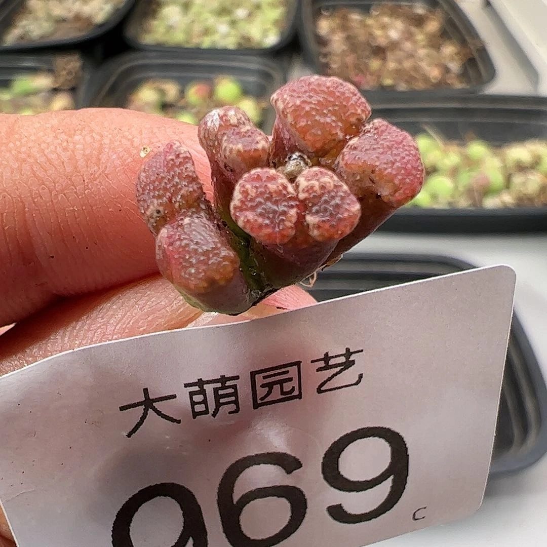 0000969一物一拍。