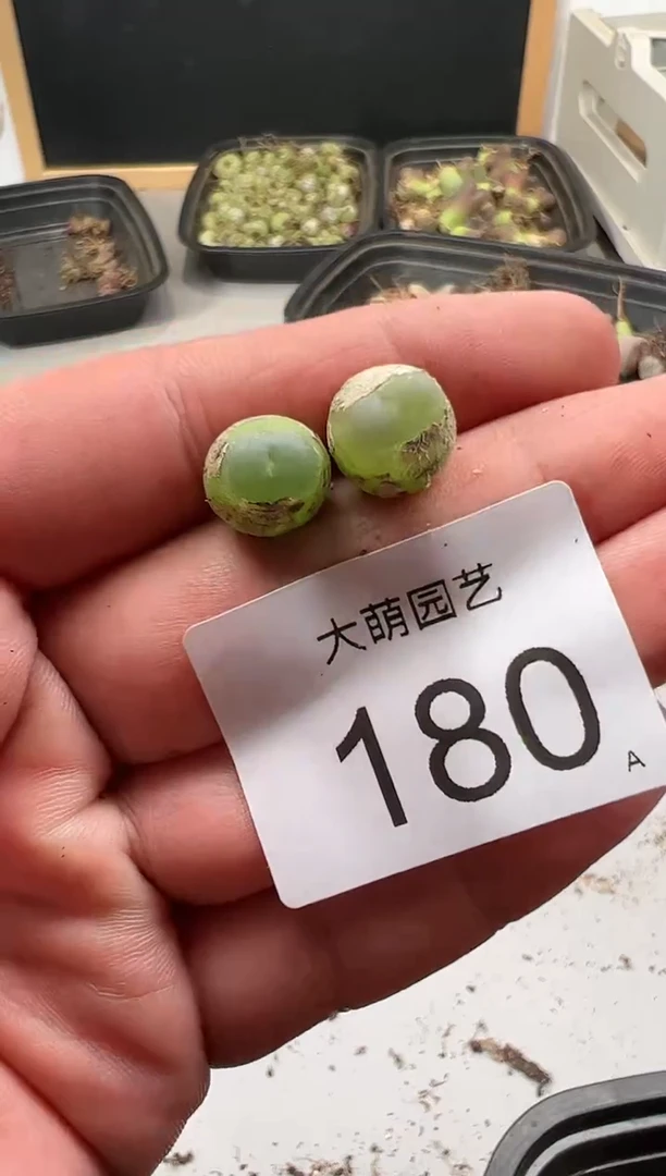 【闪购商品】----180