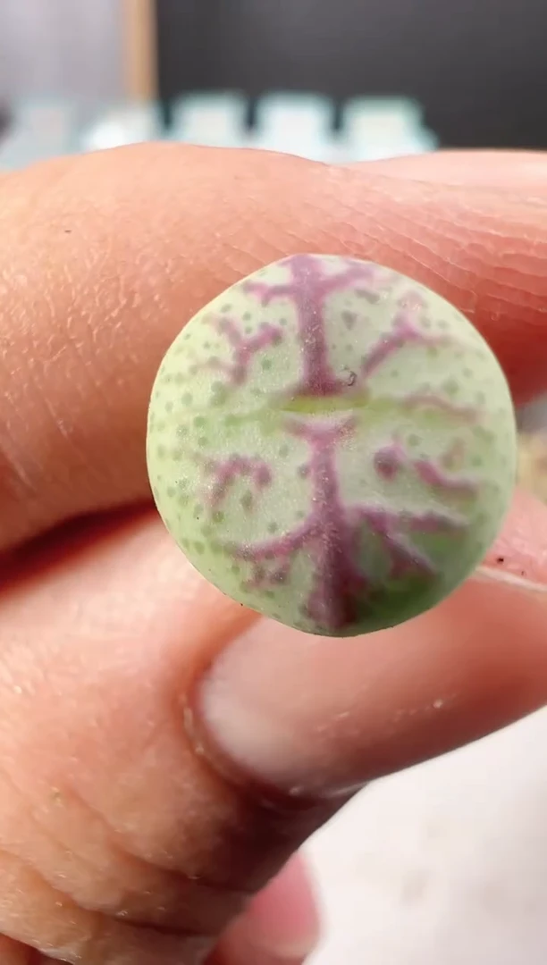 【闪购商品】---535