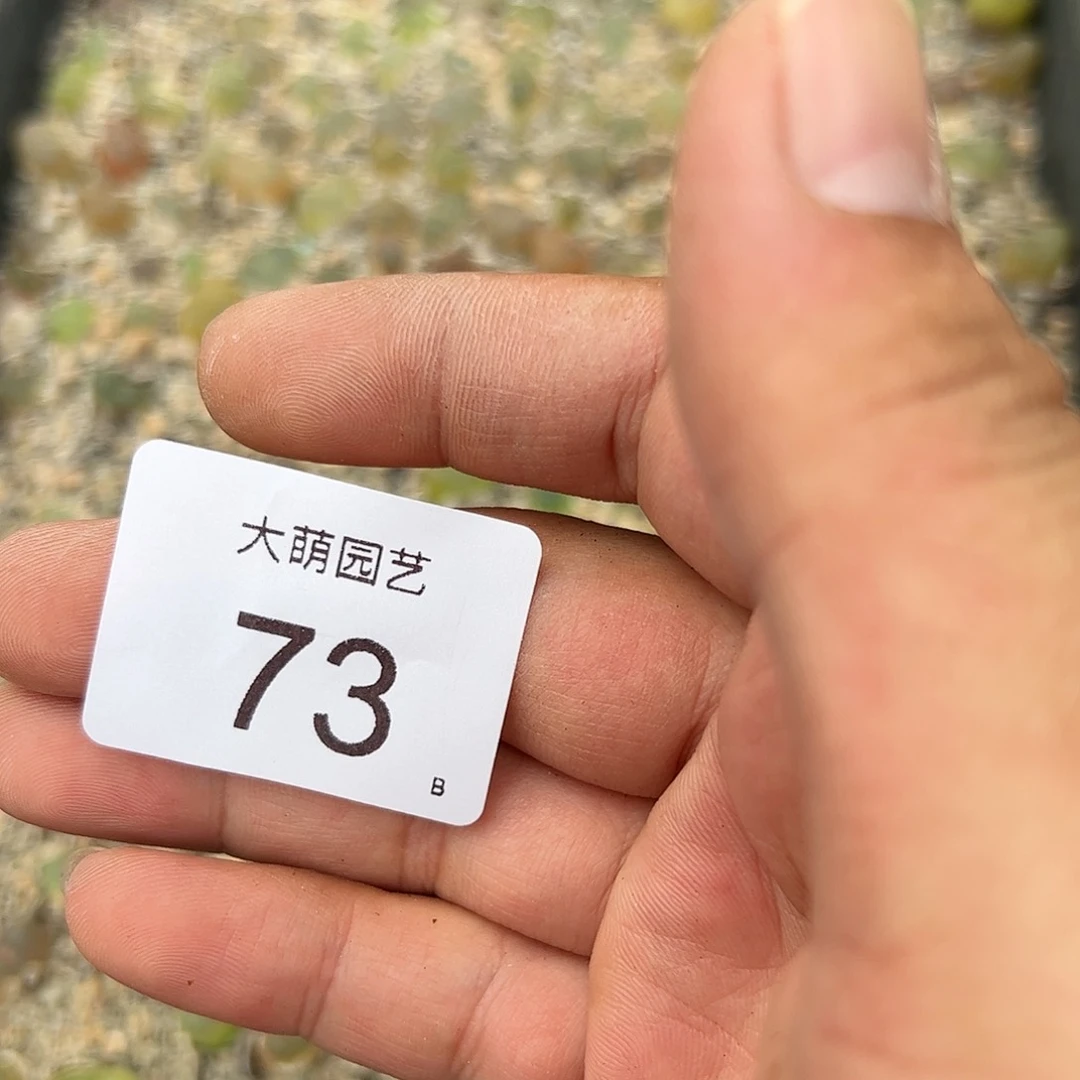 000073 清框脱土发无售后