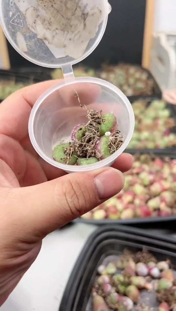 【闪购商品】----26