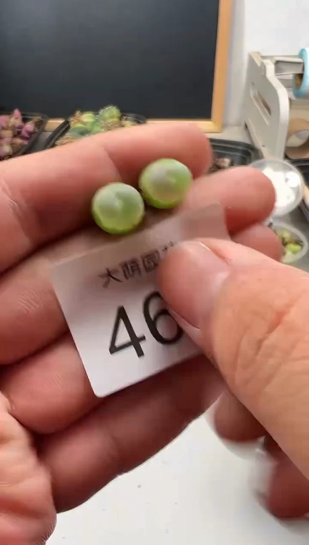 【闪购商品】----468