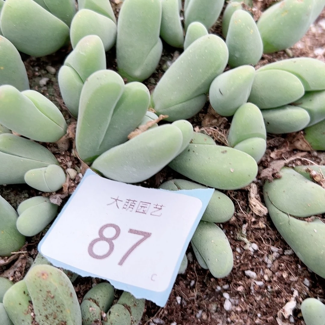 000087量拍鲨鱼嘴10个头
